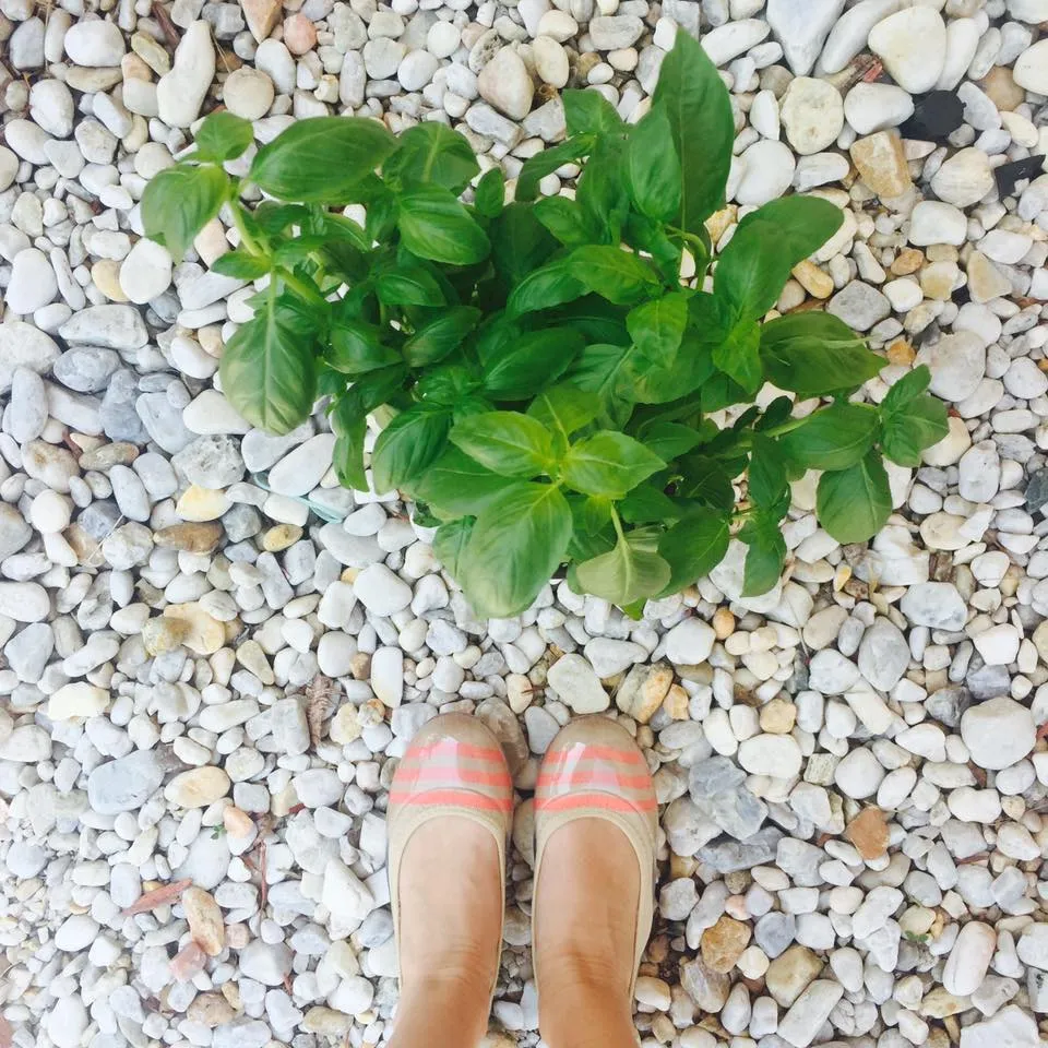 ja-vie sand/coral stripe jelly flats shoes